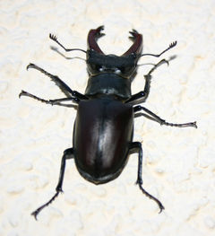 Бръмбар рогач (Lucanus cervus, Linnaeus 1758) ♂